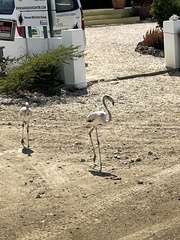 Phoenicopterus ruber