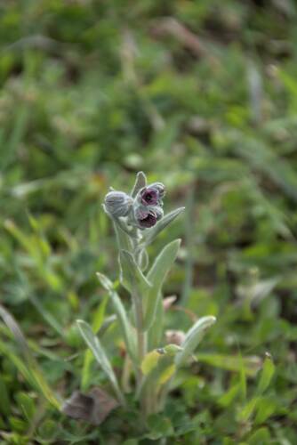Cynoglossum columnae, photograph 2