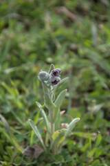 Cynoglossum