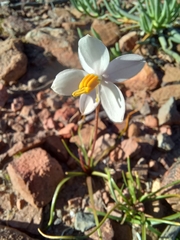 Cyanella alba minor