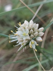 Allium horvatii