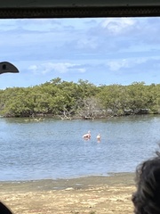 Phoenicopterus ruber