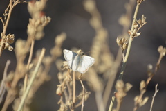 Heliopetes ericetorum