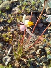 Cyanella alba minor