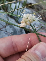 Allium horvatii
