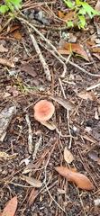 Russula emetica