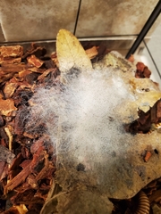 Phycomyces