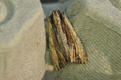 Apamea verbascoides