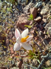 Cyanella alba minor