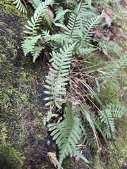 Polypodium