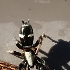 Sergiolus columbianus