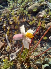 Cyanella alba minor