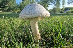 Saproamanita vittadinii