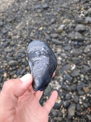 Mytilus edulis