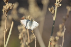 Heliopetes ericetorum