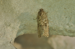 Choristoneura fumiferana