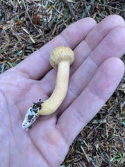 Chroogomphus tomentosus