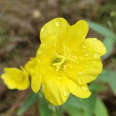 Oenothera laciniata