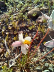 Cyanella alba minor