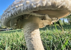 Saproamanita vittadinii