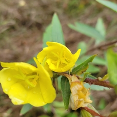 Oenothera laciniata