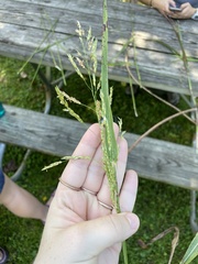 Sorghum