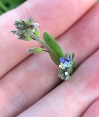 Myosotis discolor