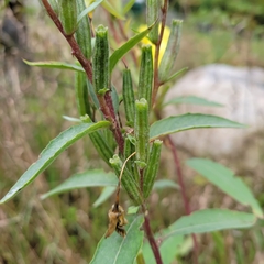 Oenothera laciniata