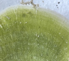 Udotea