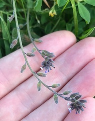 Myosotis discolor