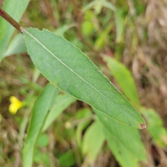 Oenothera laciniata