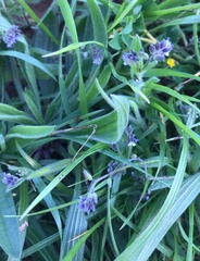 Myosotis discolor