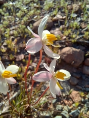 Cyanella alba minor