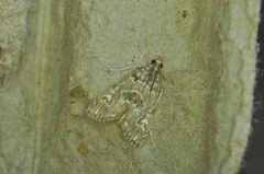 Elophila gyralis