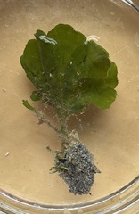Udotea