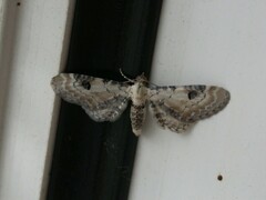 Eupithecia centaureata