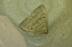 Zanclognatha jacchusalis