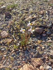 Cyanella alba minor