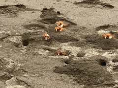 Ocypode gaudichaudii