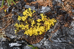 Vulpicida juniperinus