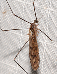 Neolimonia rara