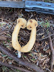 Chroogomphus tomentosus