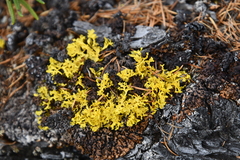 Vulpicida juniperinus