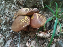 Neoboletus