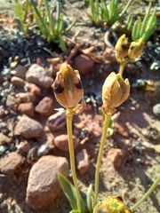 Ornithogalum maculatum