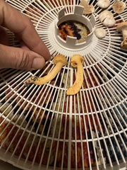 Chroogomphus tomentosus