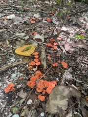 Cantharellus coccolobae