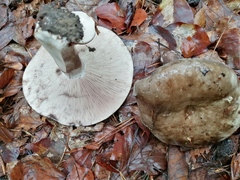 Russula densifolia