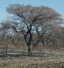 Combretum