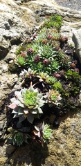 Sempervivum